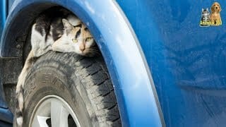 Il monte dans sa voiture, allume le moteur, et entend un bruit inquiétant - Animaux 360 1 4kb6qE