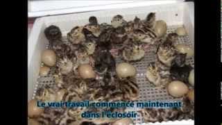 Le cycle complet du faisan 1 7FZ3vu