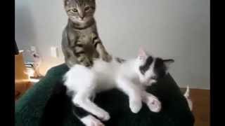 Vidéos de chats à mourir de rire compilation 2013 1 AYPNjq