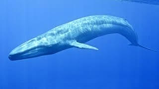 Baleine bleue : le plus grand animal du monde - ZAPPING SAUVAGE 1 D27CIB