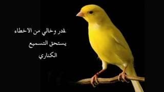 Chant Canari Super Pour l'écolage des jeunes - من أجمل تغاريد طائر الكناري لتسميع الفراخ 1 DVWbwu