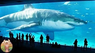 LES 10 PLUS GRANDS REQUINS DU MONDE | Lama Faché 1