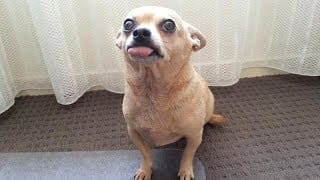 Are CHIHUAHUAS the FUNNIEST DOGS? - Funny CHIHUAHUA DOG videos that will make you LAUGH LIKE HELL 1 Ng1uDi