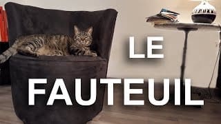 LE FAUTEUIL - PAROLE DE CHAT 1 fHZS3B