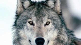 Le loup gris - Documentaire animalier 1 fqbVuy