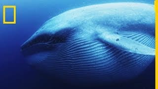 La baleine bleue est le plus grand tous les animaux 1 hIaUfe