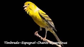 Canaris Timbrado Espagnol Chants discontinus 1 kPfqTY