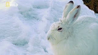 Le lièvre variable miraculé 1 mBRMvW