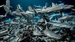 700 requins dans la nuit - ARTE 1 nJsItL