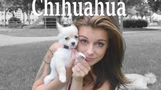 Avoir un chihuahua 1 oOo4Jm