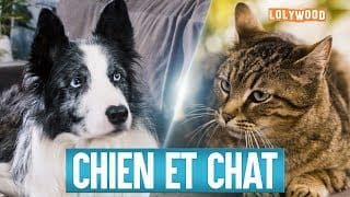 Comme chien et chat 1
