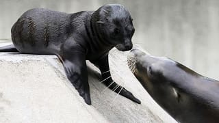 Naissance d'un bébé otarie en direct - ZAPPING SAUVAGE 1 zYoXPm