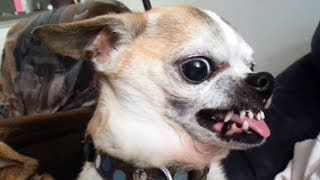 36 FUNNIEST Angry Chihuahua DOG Videos You CAN"T Watch Without LAUGHING 1 0cNDaF
