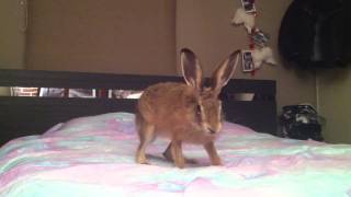 Un lièvre qui joue 1 83gojD