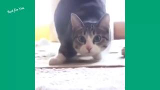 ESSAYEZ DE NE PAS RIRE ! spécial chat 1 Gmzuzz