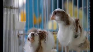 Chant canari pour exciter facilement femelle canari au couplage . mp4!! 1 LWJclg