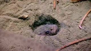 What Just Happened: Windows to the Deep 2018 1 NdiyGo