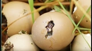Éclosion d'un oeuf de faisan en direct - ZAPPING SAUVAGE 1 RfhDMB