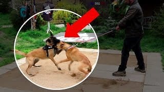 UN CHIEN AGRESSIF ATTAQUE À LA GORGE ! 1 VD17jk