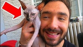 MON SPHYNX ! Mon chat SANS POIL ❤ 1 VWXDqb