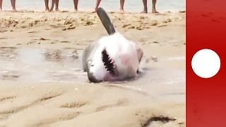 USA : Sauvetage d’un requin blanc échoué sur une plage 1 WO9BeG