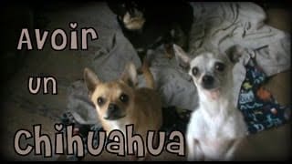 Animaux l Avoir un chihuahua l conseils et infos 1 YPK1bH