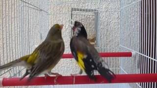 Chardonneret avec femelle canari !! 1 fo9htJ