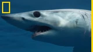 Le terrifiant requin mako 1 lT5rke