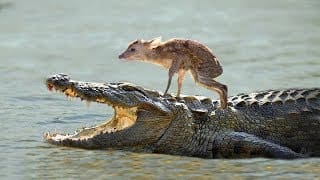 LIVE: Amazing! Animal Saves Another Animal including Lions Cheetah Jaguar Leopard crocodile Elephant 1 pJIzdz