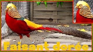 Chrysolophus pictus - (Linnaeus, 1758) - (Phasianidae) - Faisan doré - 05/2017 1 qfIEUw