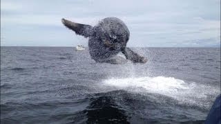Baleine qui saute et vole 1