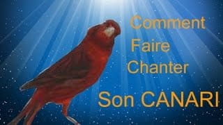 Comment faire chanter son canari ? le faire écouter ce chant splendide !! 1 53ucDF