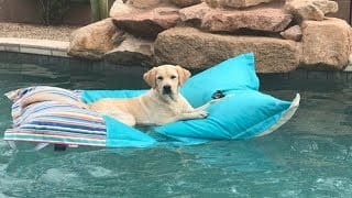 Labrador Puppies Funny Compilation #48 - Best of 2018 1 5SgbT9