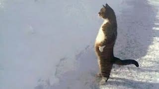 Quand les Chats ont un Comportement Humain 1 5dHe9z