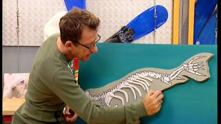 C'est pas sorcier -PHOQUES ET OTARIES : à qui la palme ? 1 9W3AID