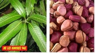 Voici comment soigner les palpitations cardiaques de façon naturelle : la recette 1 9we3Gf