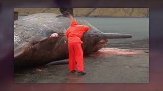TOP 5 des 'EXPLOSIONS' de Baleines choquantes ! (INCROYABLE) 1 Aky8oU