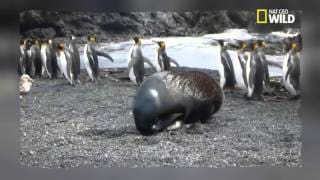 Une otarie a un drôle de comportement jamais rapporté dans la littérature scientifique 1 CrZRPI