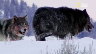 Loup solitaire VS chef de meute 1 DvHnUQ