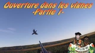 Ouverture de la chasse dans les vignes, chasse au faisan, perdreau et lièvre... Partie 1 1 GoOhHZ