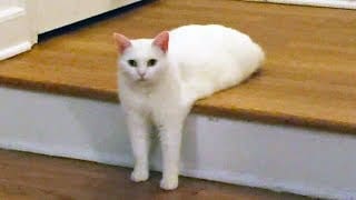 Chats rigolos garantis pour vous faire rire 1 JZs2lp