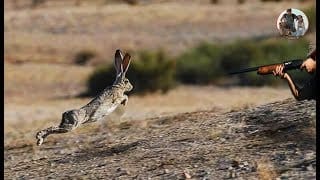 Chasse Lièvre , Hare hunting fantastic 1 KkaEjW