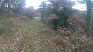 chasse au perdreau perdreaux le 25 decembre avec mon setter anglais.avi 1