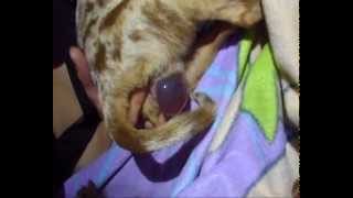 Birth of chihuahua. Accouchement chihuahua đ 1 WvqTlA