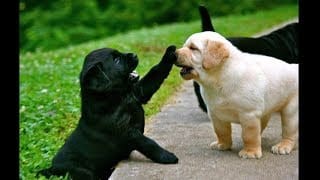 Labrador Retriever Puppies Funny and Cute Videos Compilation #8 1 Xf9T7Z