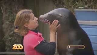 Une Saison Au Zoo - La relation de Bérénice avec les otaries (S3 Ep43) (Extrait) 1