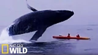 Une baleine écrase deux kayakistes - Les animaux déraillent 1 c0N2pq