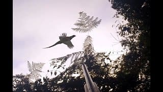 Chasse au faisan 2017/2018 - GoPro HERO 3+ 1 cssJhR