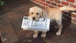 Labrador Puppies Funny Compilation #50 - Best of 2018 1 dWP2SE