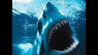 Un grand requin blanc dévoré par un super prédateur - DOCUMENTAIRE 1 dYRPSO